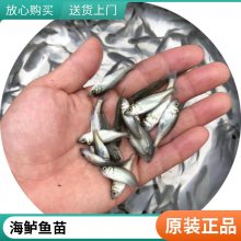 港发品牌 海鲈鱼苗 5公分以上淡水养殖 鱼苗健壮 实惠批发