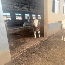 云浮养牛场 三百斤至四百斤西门塔尔繁殖母牛出售