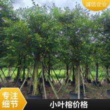 精品造型小叶榕行道树 规格齐全 庭院绿化树 全国出售