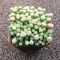 多肉植物【辦公室玉】奇趣肉肉花卉綠植盆栽五十鈴凈化空氣