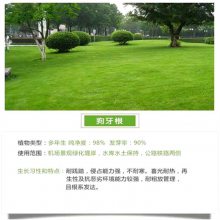 内蒙古呼伦贝尔常青草种草籽销售热线批发花卉种籽草种籽