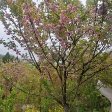 出售日本晚樱产地，发樱花的供应商，规格多的樱花树基地