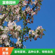 基地 山楂 山楂树苗 庭院绿植 室外果树 根系好易成活