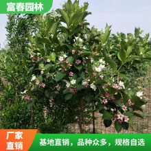 木瓜 海棠树 花坛花镜植被 盆景花篱材料 庭院园林绿化带配植