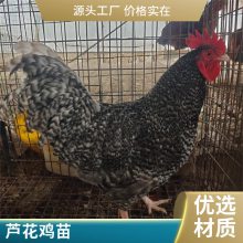 绿壳蛋鸡苗多少钱一只芦花鸡苗绿壳蛋鸡苗