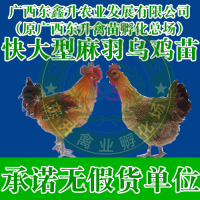 п-ݼ--ӱ