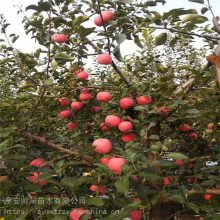 众成一号苹果树苗种植基地 帅阳苗木 批发基地地址 苹果苗批发零售