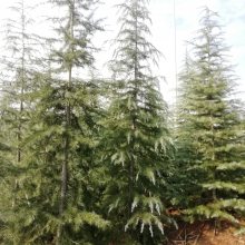 ������֦��Ҷï5��ѩ�� ͦ�α���5��ѩ�ɼ۸�