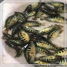 供应石斑鱼苗 淡水花斑鱼苗 高产易养殖溪水石斑