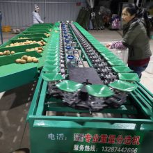 陕西四川等地猕猴桃分选大小果 凯祥水果分选机专为水果分选大小而生