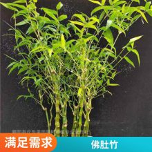 佛肚竹小苗出售 丛生型竹类植物 景区园林绿化庭院造景观赏工程苗