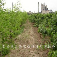 硢硢ʺϷֲƷ