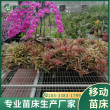 紲 ֲ Ѩ ҡʽ紲
