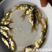 缩骨大头鱼苗缩骨花鲢鱼苗仙骨胖头鱼苗仙骨花鲢鱼苗出售