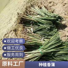 基地直销香蒲 水生花卉 绿化苗木 水生植物 荷塘绿化 香蒲苗销售