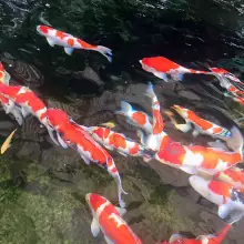 ͷ·۴ ʻˮ5-8