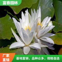 白睡莲基地种植批 品优价廉 别名水浮莲 子午莲