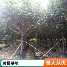 卓绿黄槿树供应 米径12至15公分移植苗 大量黄槿供应 园林绿化苗出售