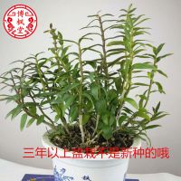 三年苗铁皮石斛盆栽 铁皮石斛盆栽石斛盆景种苗可剪鲜条批发