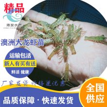 上饶市池塘养殖澳洲龙虾苗 鲜活龙虾种苗 淡水大龙虾苗出售批发 现场发货