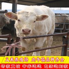 锦州养牛场 牛苗多少钱一只 哪里有卖肉牛犊的 肉牛养殖成本和利润2020