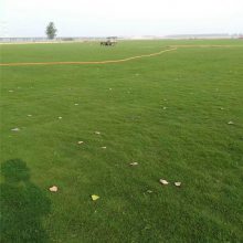 产地直发 狗牙根（百慕大）草坪草皮 根系发达根量多 停机坪运动场草皮 城市绿化草坪用草 欢迎来电