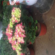 ���˲�ƺ���� ��ƺ��װ �������� ��ľ�������ۻ���