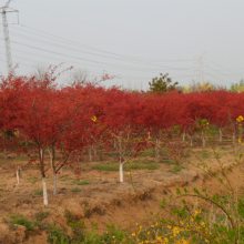 苗圃直销红枫 红枫小苗 红枫树苗工程绿化红枫苗