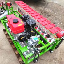 Ӧʽ߲˲ֻ 㾫 ҩĹֲ