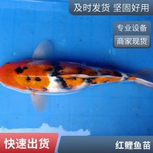 红白三色锦鲤鱼苗 颜色丰富 游动活跃锦鲤鱼苗 放生金鱼苗
