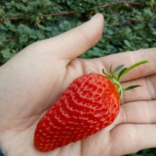 秋季大棚草莓苗种植的注意事项