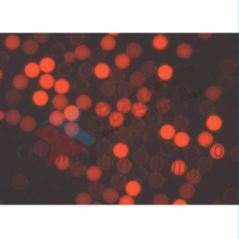 Thermo Cyto-Plexʽϸӫ΢(Ȼ) 1ml FM4CR01