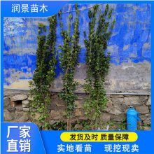 2米北海道黄杨批发 四季常青 直立冬青苗 北海道黄杨绿篱