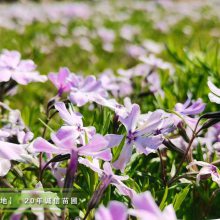 芝樱批发市场200万棵多色芝樱花小杯苗有货