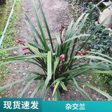 燎伯兰业 种类丰富室内绿植花 室内花园装饰花卉 建兰小姐