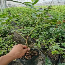 惠农农业 2年盆栽种植蓝莓树苗高度45厘米分枝多 当年开花结果