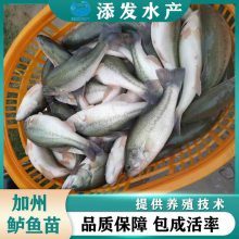  ʻں 泡ֱ ۺָ ɷ