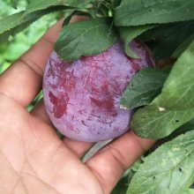 美国蛇李美国蛇李的价格