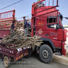 丰林彩叶园林 紫薇小苗 百日红小苗 基地***