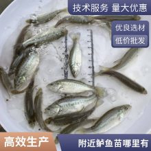   缼ָ