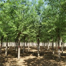 17公分旱柳 苗木产地 按需出售 全国直供