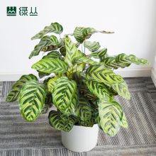 武汉办公室/绿植盆栽/植物上门养护/净化空气/公司绿化/大孔雀竹芋/绿丛园林