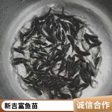 港发水产 淡水养殖场地直供 罗非鱼苗 适应能力强 百万现货 运输快