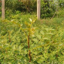 大红袍花椒苗 麻椒树苗 每日报价 帅阳苗木 批发基地