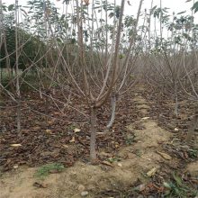 嫁接樱桃苗_帅阳园艺场_2020种植大户_2公分樱桃苗_采购基地