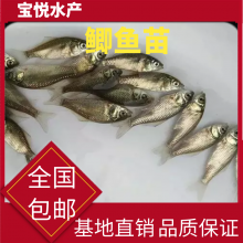 Ӧ  3-5п  ٱ ƷɹҵóΪ
