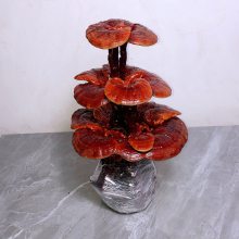 产地供应大型灵芝盆景 康瑞食用菌批发 盆栽灵芝 工艺品礼品厂家