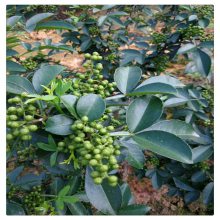 国内批发日本无刺花椒树苗 无刺花椒树苗 求购 花椒树小苗