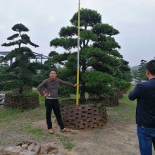 福建造型罗汉松盆景别墅专用，漳州大型造型罗汉松基地，广东造型罗汉松桩景基地报价