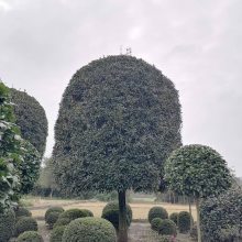 �𻨻��� ���l(f��)���¹��� 18���ֹ� 20���ֹ� СҎ(gu��)���